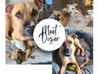 Adopt Dozer a Tan/Yellow/Fawn Black Mouth Cur / Hound (Unknown Type) / Mixed dog