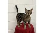 Adopt Lovey a Brown Tabby Tabby (short coat) cat in Uvalde, TX (40933479)