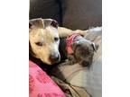 Adopt Daisy a White - with Black Staffordshire Bull Terrier / Pit Bull Terrier /