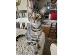 Adopt Reggie a Brown Tabby Domestic Shorthair (short coat) cat in Oceanside