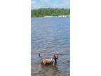 Adopt Hunk- URGENT a Gray/Blue/Silver/Salt & Pepper Weimaraner / Mastiff / Mixed