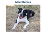 Adopt Butkus a Black - with White Boxer / Mixed dog in Monroe, NJ (40614004)