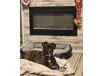 Adopt Willia Mae a Brindle American Pit Bull Terrier / Mixed dog in Linwood