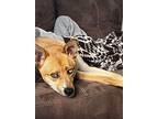 Adopt Douglas a Tan/Yellow/Fawn Husky / Carolina Dog / Mixed dog in Johnston
