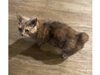 Adopt DEDE the BOBTAIL a Tortoiseshell American Bobtail (short coat) cat in