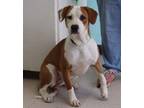 Adopt Martha a Brown/Chocolate Beagle / Pointer dog in Forrest City