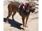Adopt Salem a Gray/Blue/Silver/Salt & Pepper Boxer / Staffordshire Bull Terrier
