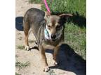 Adopt Daisey a Tricolor (Tan/Brown & Black & White) Dachshund / Corgi / Mixed