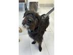 Adopt Contessa a Black - with White Schnauzer (Standard) / Terrier (Unknown