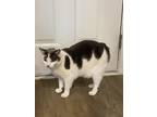Adopt MEEMERS the BOBTAIL a Black & White or Tuxedo American Bobtail (short