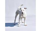 Adopt Skye a White American Pit Bull Terrier / Mixed Breed (Medium) / Mixed