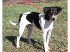 Adopt Cupid a Tricolor (Tan/Brown & Black & White) Jack Russell Terrier / Fox