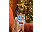 Adopt Tully a Red/Golden/Orange/Chestnut Puggle / Mixed dog in Jersey City