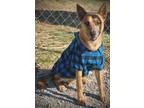 Adopt BEAR a Catahoula Leopard Dog / German Shepherd Dog / Mixed dog in Cobden