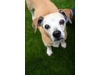 Adopt Mabel a Tan/Yellow/Fawn Beagle / Mixed Breed (Medium) / Mixed (short coat)