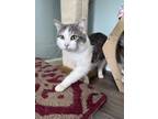 Adopt Baby Cat a Domestic Shorthair / Mixed cat in Poughkeepsie, NY (40865712)