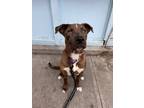 Adopt BERK a Brown/Chocolate - with White Catahoula Leopard Dog / Labrador