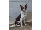 Adopt Zeke a Tan/Yellow/Fawn - with White Border Collie / Mixed dog in Parsons