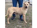 Adopt Matilda a Tan/Yellow/Fawn - with Black Black Mouth Cur / Mixed dog in