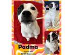 Adopt Padma a White American Pit Bull Terrier / Mixed Breed (Medium) / Mixed