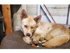 Adopt Pluma a Red/Golden/Orange/Chestnut Australian Shepherd / Australian Cattle