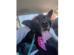 Adopt Shonda a Black Australian Cattle Dog / Mixed dog in Middlebury