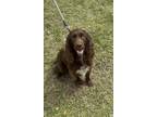 Adopt Lily a Brown/Chocolate - with White Boykin Spaniel / Mixed dog in Cape