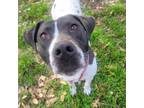 Adopt Vera Wang - FEE SPONSORED! a White - with Black Pit Bull Terrier / Pointer