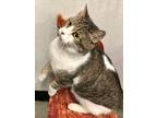 Adopt Wasabi a Gray, Blue or Silver Tabby Tabby (short coat) cat in West Hills