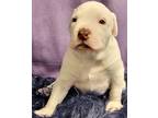 Adopt Carl a White American Pit Bull Terrier / Boxer / Mixed (short coat) dog in