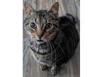 Adopt Izzy a Brown Tabby Domestic Shorthair / Mixed (short coat) cat in Cuba
