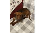 Adopt Red a Red/Golden/Orange/Chestnut Dachshund / Mixed dog in Twin Falls