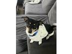 Adopt Charlie a Tricolor (Tan/Brown & Black & White) Rat Terrier / Mixed dog in