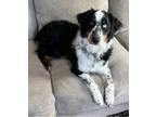 Adopt Story a Tricolor (Tan/Brown & Black & White) Australian Shepherd / Mixed
