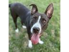 Adopt Billie J. a Red/Golden/Orange/Chestnut - with White Pit Bull Terrier /