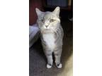 Adopt Millie a Gray or Blue Domestic Mediumhair / Mixed cat in Stagecoach