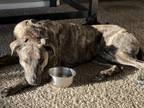 Adopt Mia a Brindle Mountain Cur / Mixed dog in Austin, TX (40929677)