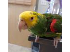 Adopt Maverick a Amazon bird in Elizabeth, CO (40929557)