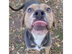 Adopt Alfie a Tricolor (Tan/Brown & Black & White) Pit Bull Terrier / American