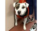 Adopt Sir Walden Valentino 6th a American Pit Bull Terrier / Mixed dog in