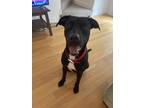 Adopt Baloo (Junior) a Black Golden Retriever / Mixed Breed (Medium) / Mixed