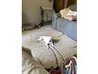 Adopt Rio a White Jack Russell Terrier / Mixed dog in Foley, MO (40929373)