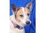 Adopt Star Bristol a Red/Golden/Orange/Chestnut - with White Australian Cattle