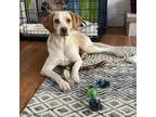 Adopt Magpie a Tan/Yellow/Fawn Mixed Breed (Medium) / Mixed Breed (Medium) /