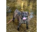 Adopt Spice a Brindle Mastiff / Mixed dog in Forked River, NJ (40037498)