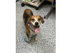 Adopt Meredith a Black Beagle / Mixed Breed (Medium) / Mixed (short coat) dog in
