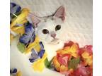 Adopt Momo Kitsune a White (Mostly) Turkish Van (short coat) cat in Houston
