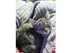 Adopt Cherie a Brown Tabby Domestic Shorthair / Mixed (short coat) cat in