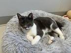 Adopt Nugget a Domestic Shorthair / Mixed (short coat) cat in Dalton