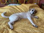 Adopt Alita DFW a White Anatolian Shepherd / Great Pyrenees / Mixed dog in